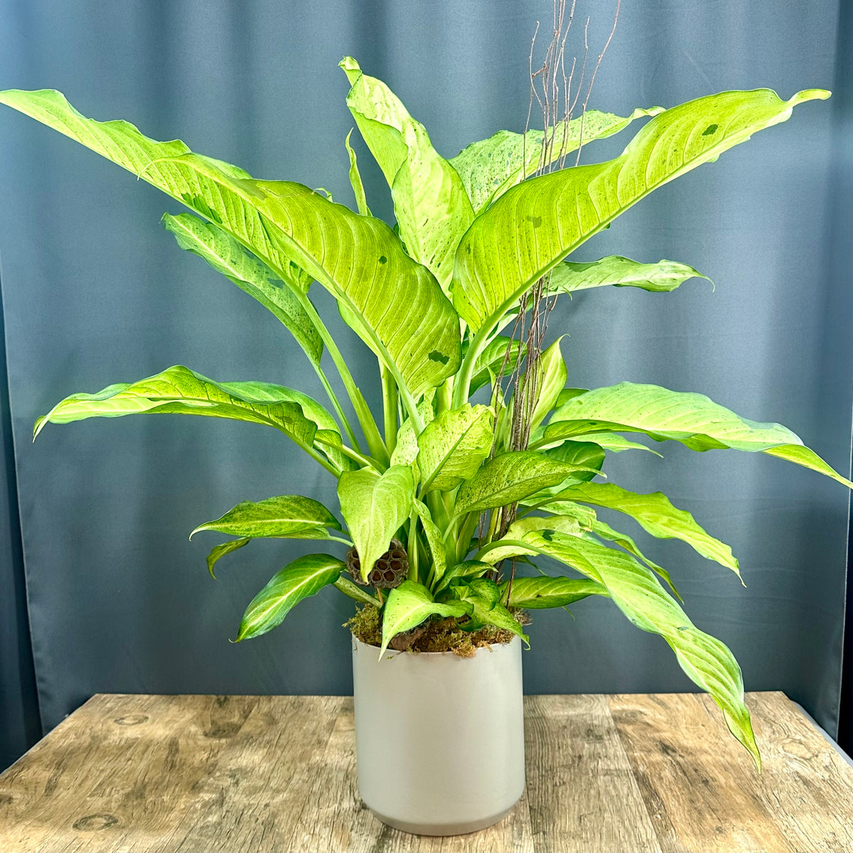 Dieffenbachia – The Blooming Idea