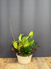 Load image into Gallery viewer, Dish Garden