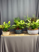 Load image into Gallery viewer, Dish Garden