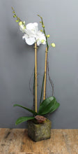 Load image into Gallery viewer, Orchid Plant Subscription