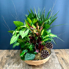 Load image into Gallery viewer, Dish Garden
