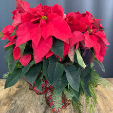 Load image into Gallery viewer, Poinsettia Plant
