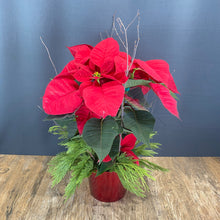 Load image into Gallery viewer, 6&quot; Poinsettia

