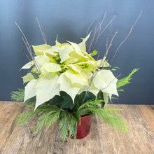 Load image into Gallery viewer, 6&quot; Poinsettia
