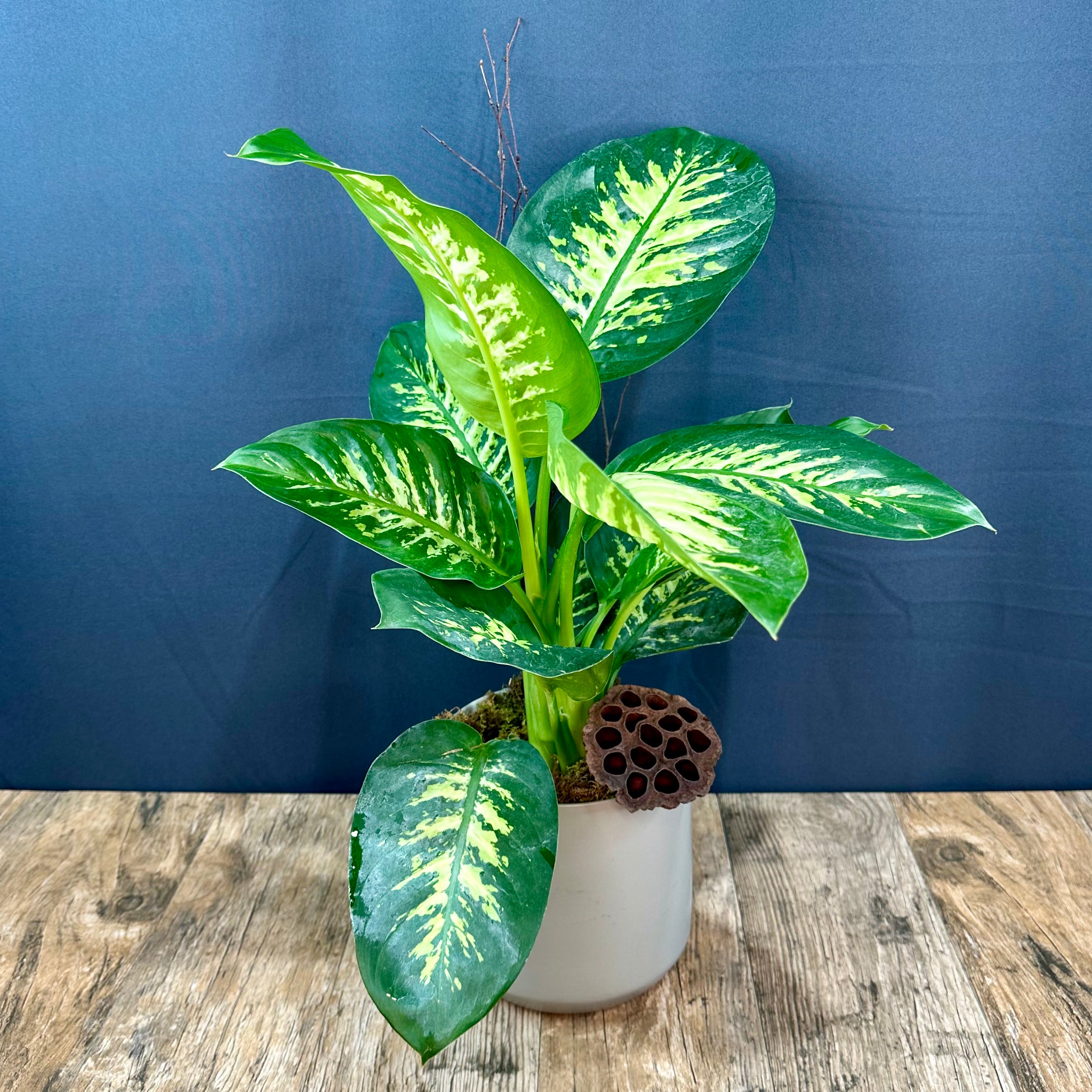dieffenbachia jimena Dieffenbachia – The Blooming Idea