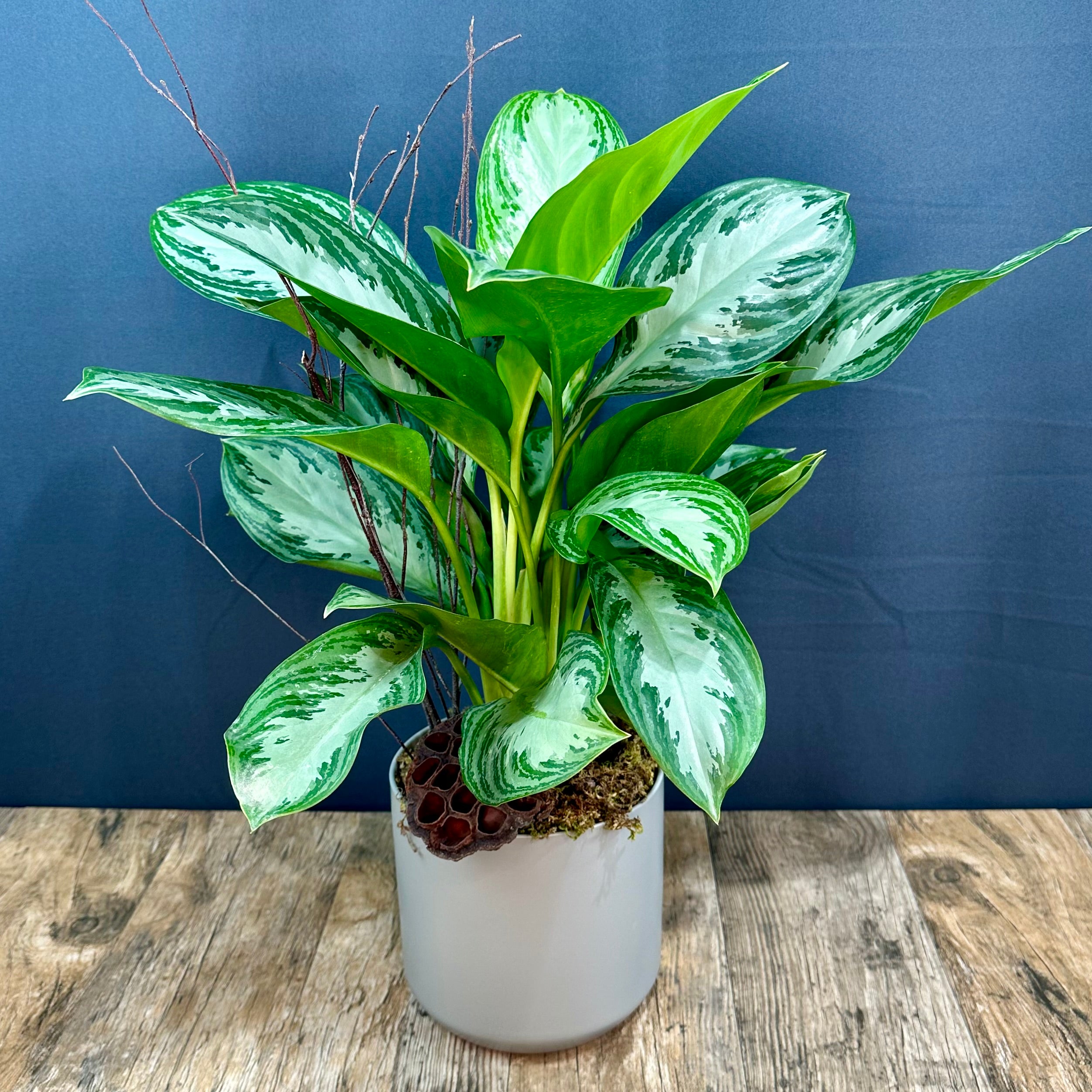 chinese evergreen house plants Chinese Evergreen – The Blooming Idea