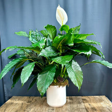 Load image into Gallery viewer, Peace Lily
