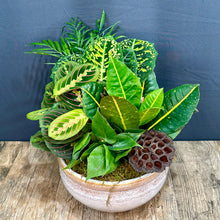 Load image into Gallery viewer, Dish Garden
