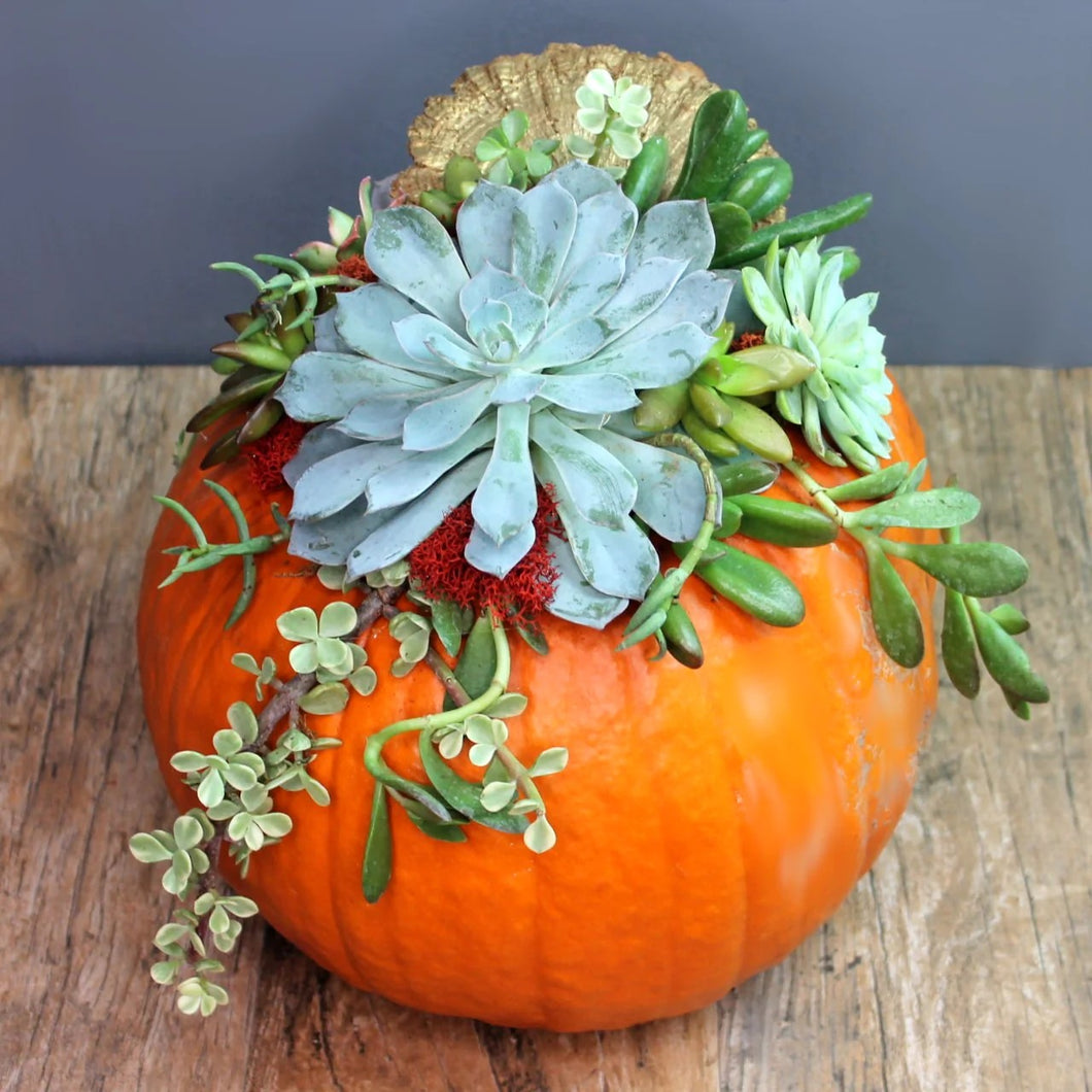 Succulent Pumpkin
