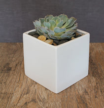 Load image into Gallery viewer, Restaurant &amp; Bar - The Blooming Idea Florst - The Woodlands, Texas

