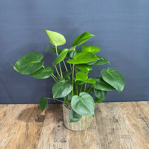 Split Leaf Philodendron
