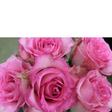 Load image into Gallery viewer, Classic Dozen - The Blooming Idea Florst - The Woodlands, Texas
