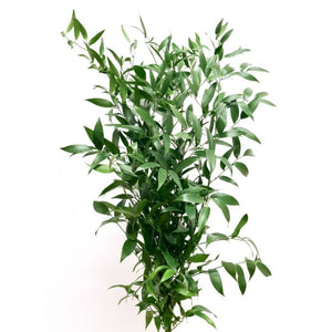 Ruscus