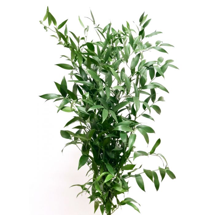 Ruscus