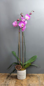 Orchid Plant Subscription