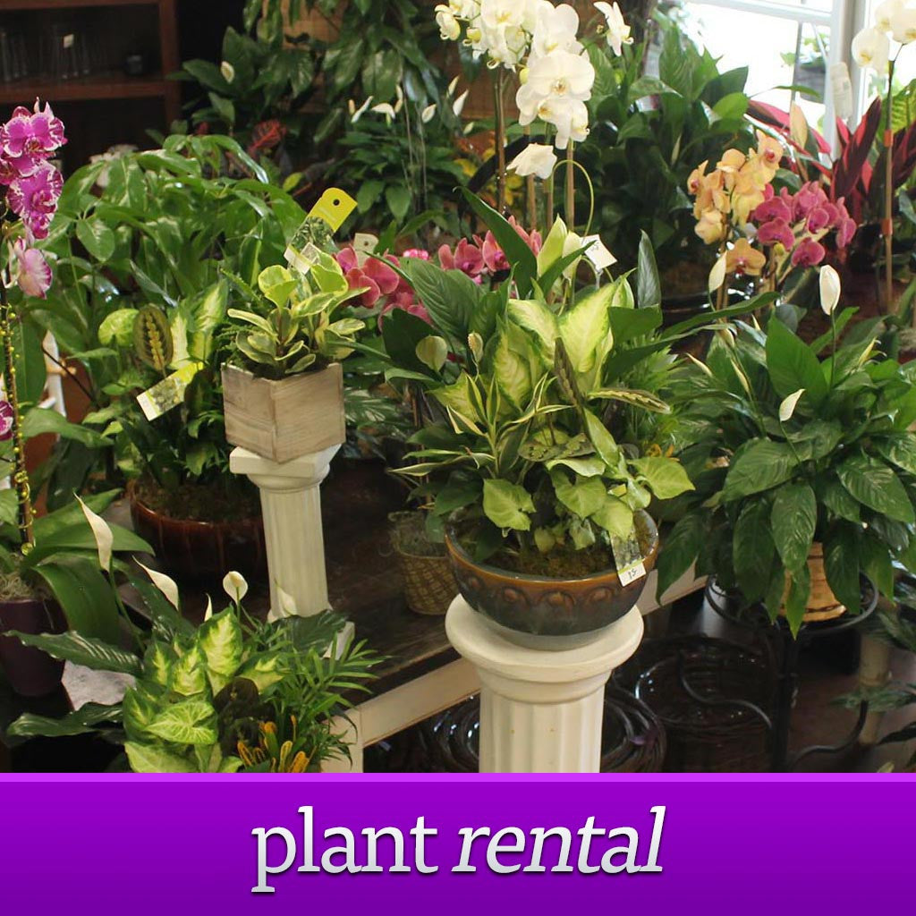 Plant Rental - The Blooming Idea Florst - The Woodlands, Texas